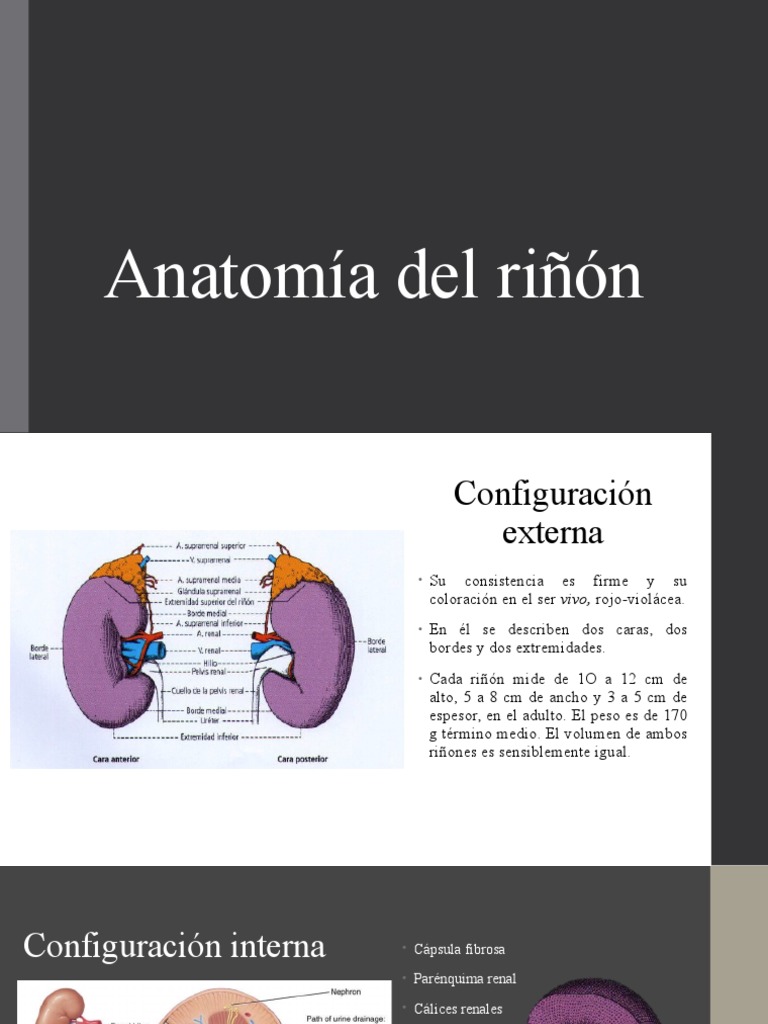 Anatomía Del Riñón | PDF