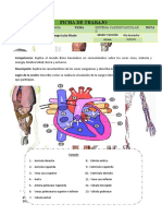 4° - FICHA DE TRABAJO- CARDIO II-2020