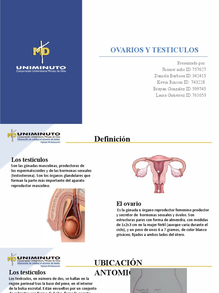 Ovarios y Testiculos PDF Testículo Ciclo menstrual