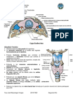 Visceras Del Cuello - Capas - y Anatomia de Superficie