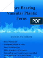 Spore Bearing Vascular Plants: Ferns: Tjmedina