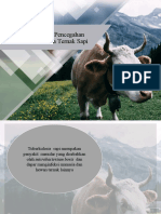 PPT Tuberkulosis Pada Sapi