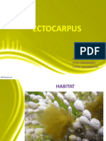 Ectocarpus: Class: Phaeophyceae Order: Ectocarpales Family: Ectocarpaceae
