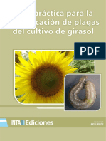 Guía práctica para la identificación de plagas del cultivo de girasol