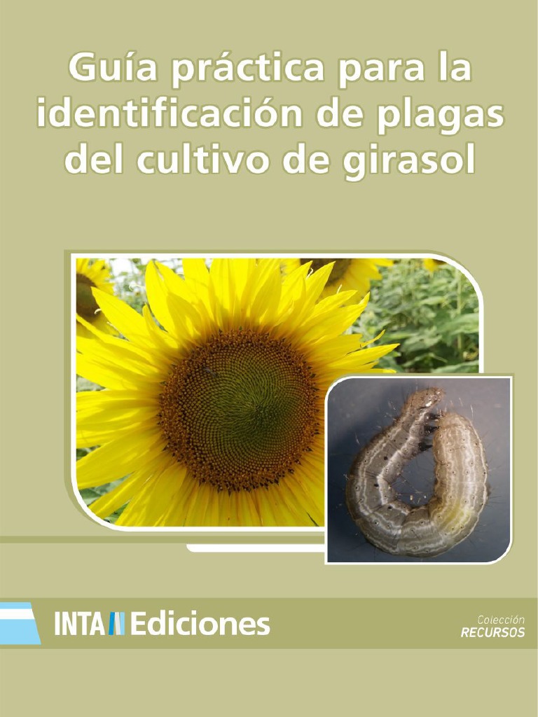 Guia Practica para La Identificacion de Plagas Del Cultivo de Girasol | PDF  | Siembra | Hormiga
