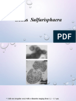 Genus Sulfurisphaera