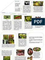 PLANTAS CARNIVORAS - Resumen