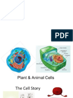 plant and animal cells grade 7.pptx