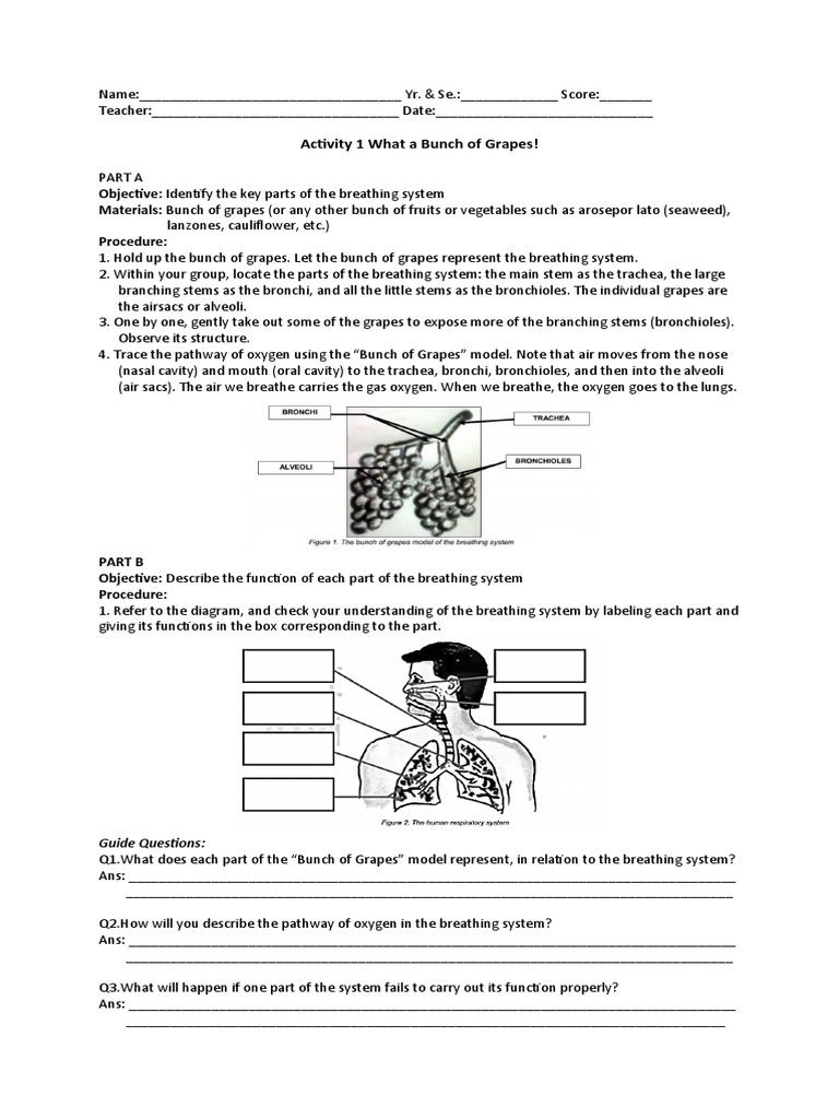 Respiratory System Activities for Students | PDF | Breathing ...
