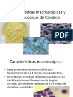 325408660-Caracteristicas-Macroscopicas-y-Microscopicas-de-Candida.pptx