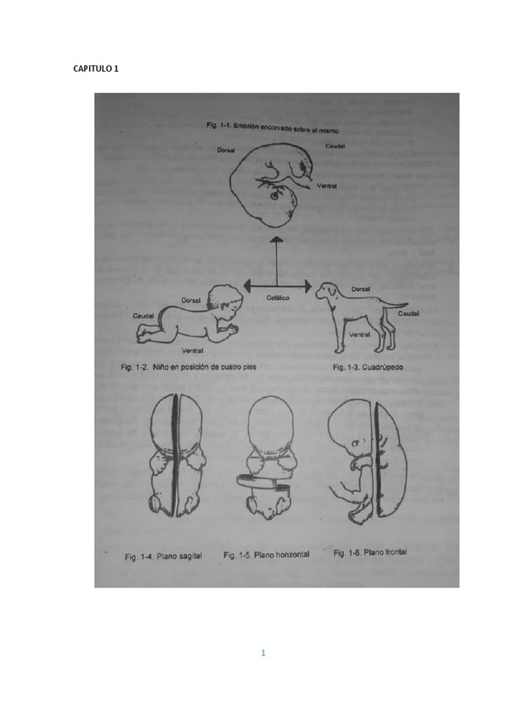 Embriologia (Cap 1-7) Solo Dibujos PDF | PDF