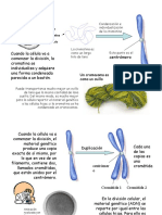 La Meiosis