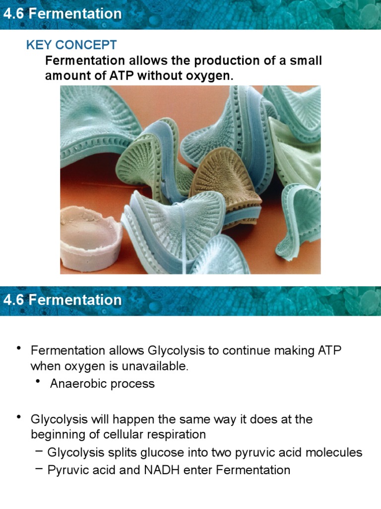 Types and Uses of Fermentation | PDF