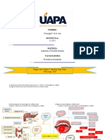 tarea 6 anatomia