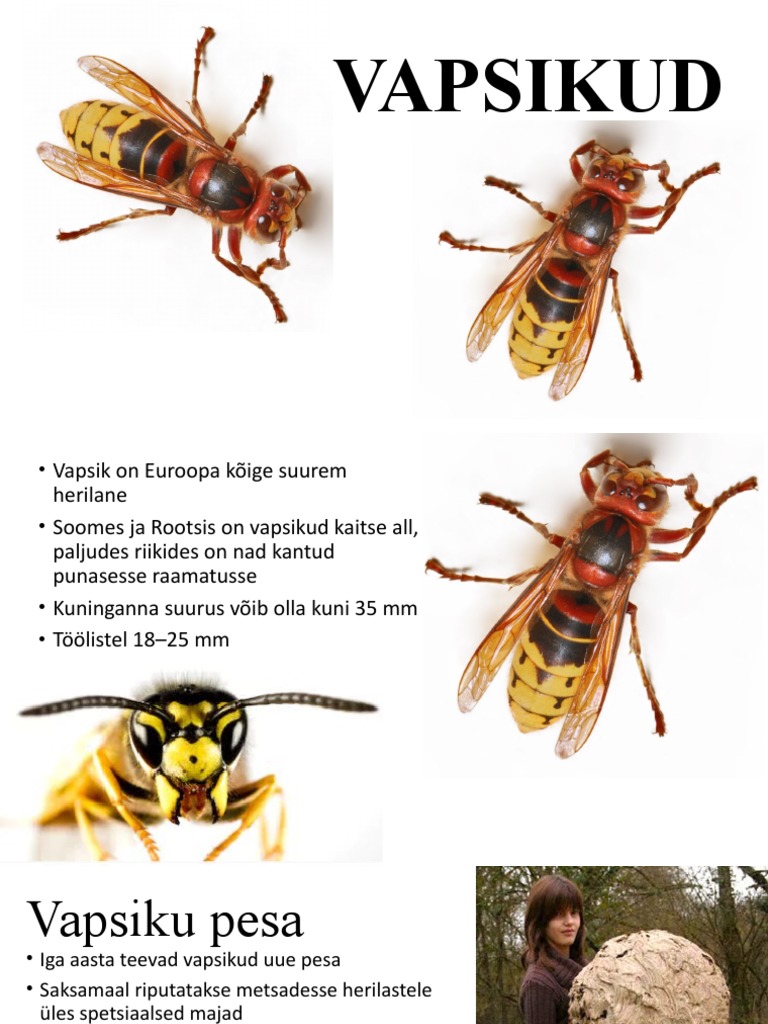 VAPSIKUD | PDF