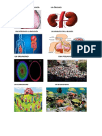 Un Tejido en La Biología Un Órgano