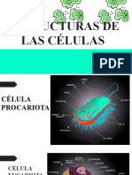 Estructuras de Las Células