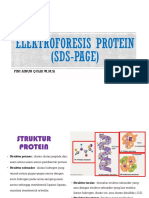 Elektroforesis Protein - Sds Page PDF