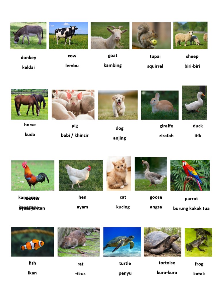 Animals List | PDF