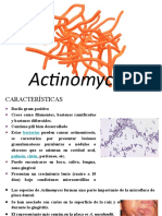 Actinomyces