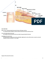 Diagrams of The Nail and Its Structure