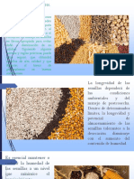 Manejo Poscosecha de Semilla PDF
