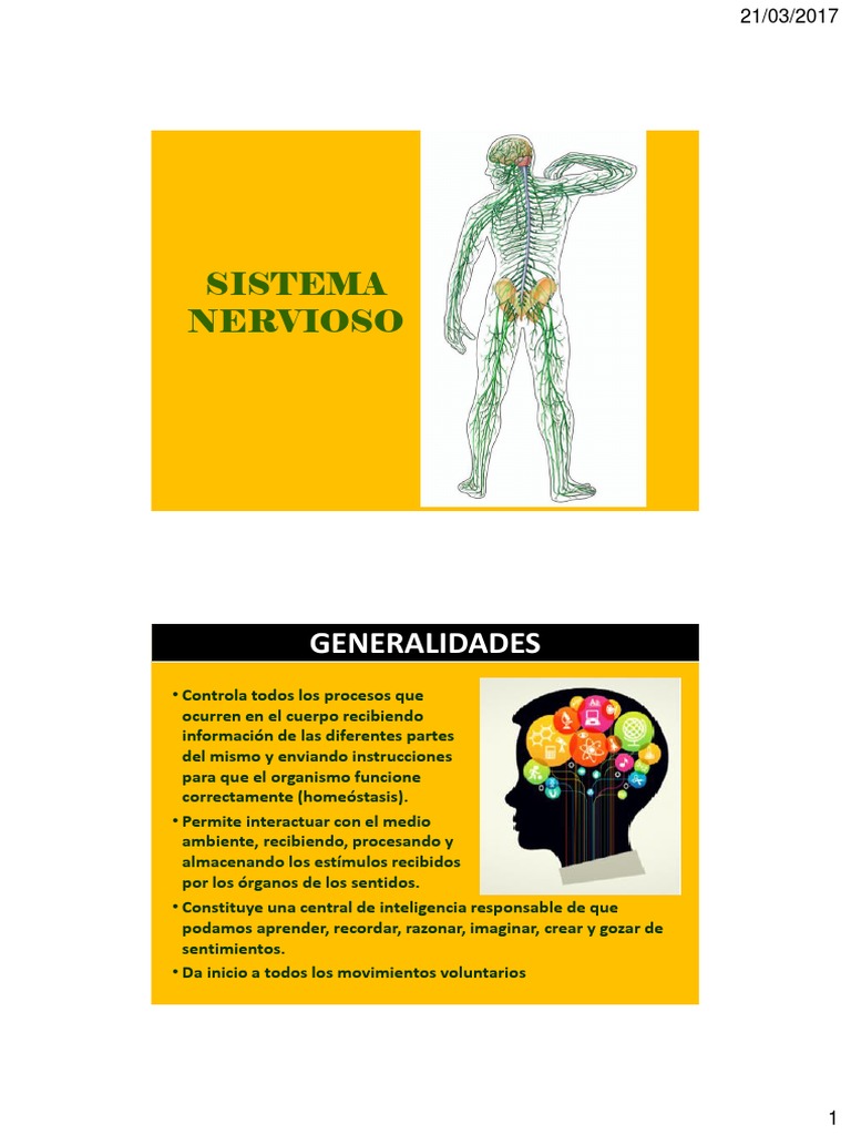 Funciones y Estructura del Sistema Nervioso | PDF | Sinapsis | Médula ...