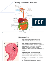 Alimentary Canal of Human