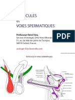 Testicules Et Voies Spermatiques PDF