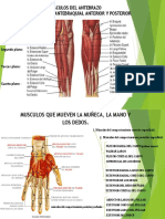 Músculos del antebrazo: comportamiento anterior y posterior