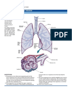 The Respiratory System: Anatomy & Physiology Review