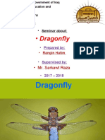 Dragonfly: - Mr. Sarkawt Raza