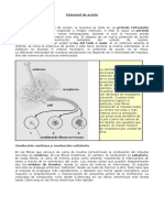 15 vJpwVI1R Potencialdeaccion