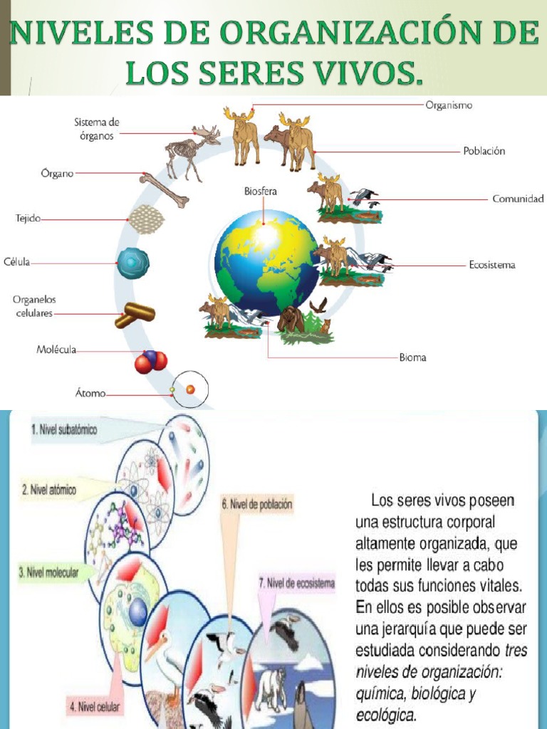 Niveles de Organización de Los Seres Vivos PDF Organismos Biología Celular)