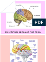 Functional Areas of Our Brain