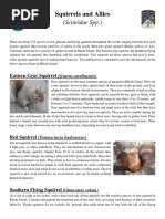 Flying Squirrel - Google Search | PDF