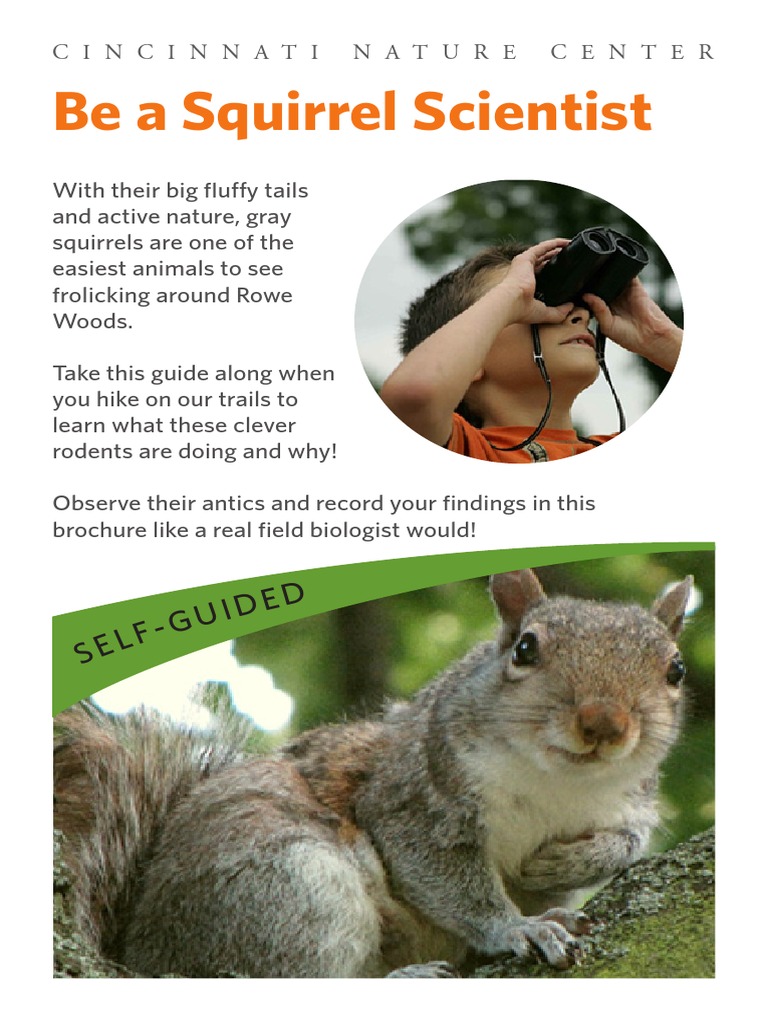 Be A Squirrel Scientist Cincinnati Nature Center Download Free PDF Squirrel Courtship
