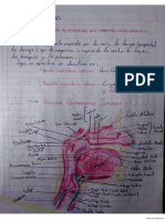 Aparato Respiratorio