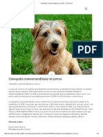 Osteopatía Craneomandibular en Perros - Perritos HC