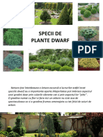 Specii de Plante Dwarf