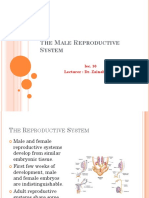 10 The Male Reproductive System 10 (2)