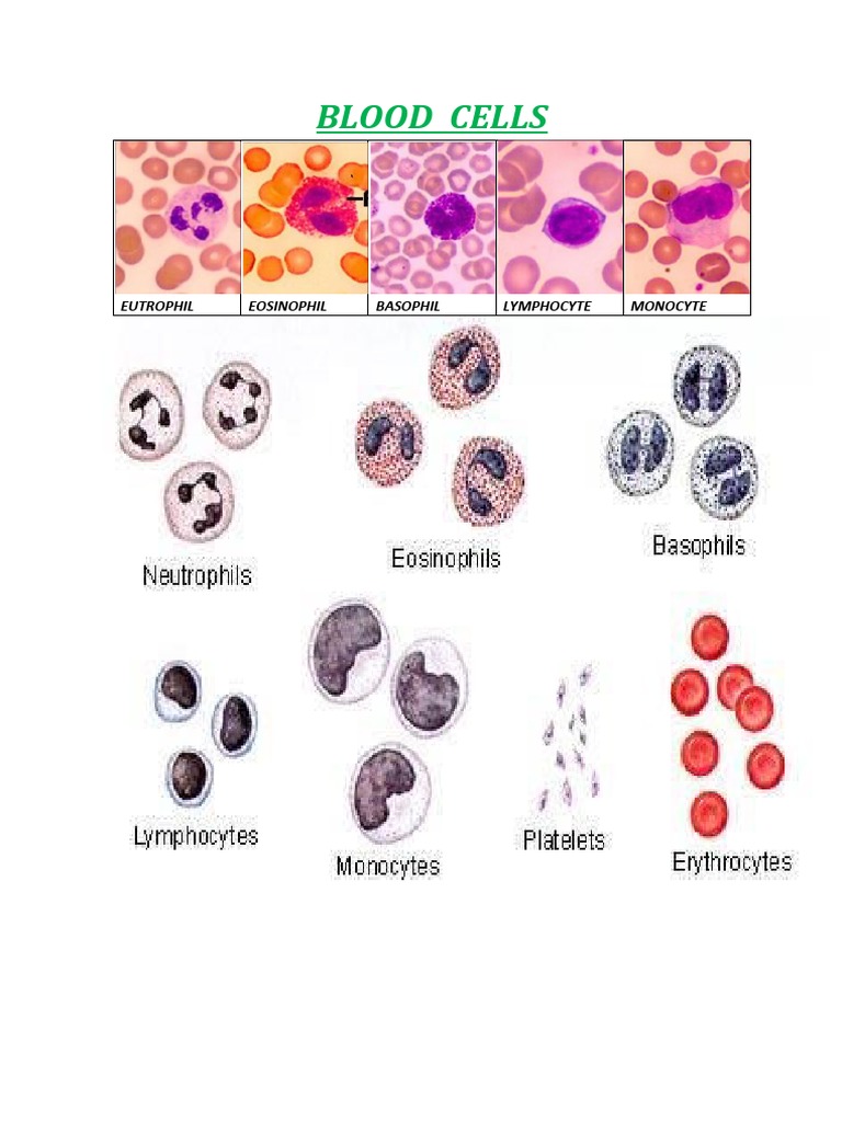 Different Leukocytes (Wall Image) | PDF