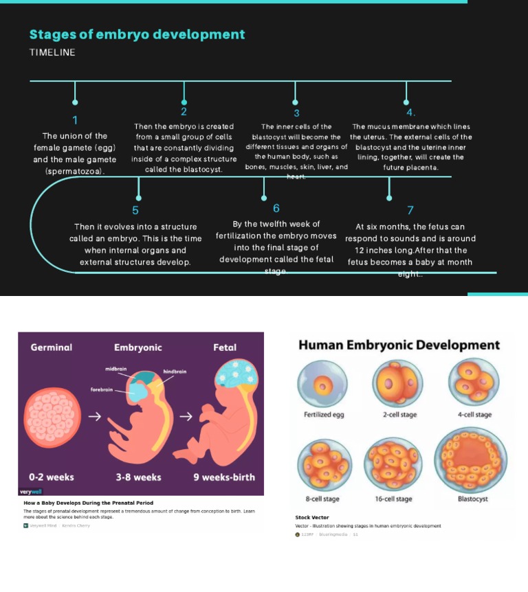 Stages of Embryo Development | PDF