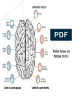 Funciones Del Cerebro PDF
