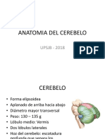 Anatomia Cerebelo 20180523063641