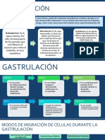 Gastrulacion