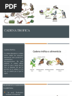 Cadena Trofica