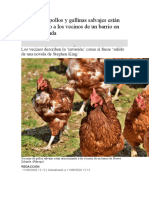 1 Decenas de Pollos y Gallinas Salvajes Están Aterrorizando