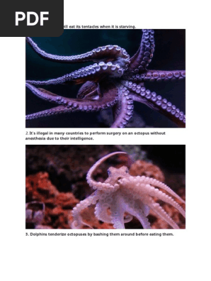 octopus