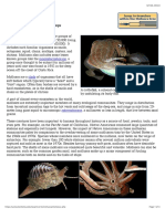 Monoplacophorans: Sea Slugs, Squid, Snails, and Scallops